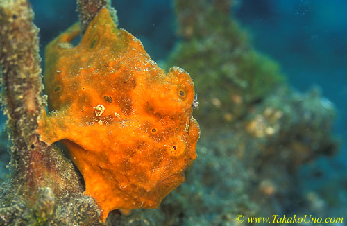 Frogfish 20