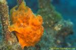 Frogfish 20