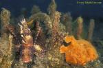 Frogfish 21 & Dwarf Lionfish