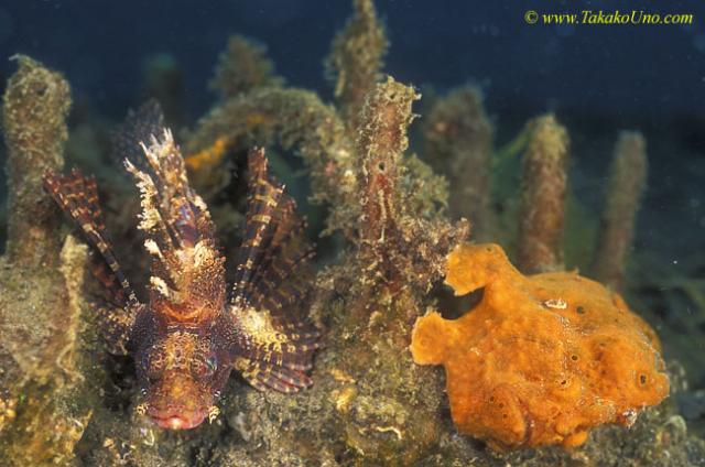 Frogfish 21 & Dwarf Lionfish