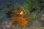 Frogfish 22a Striated hairy