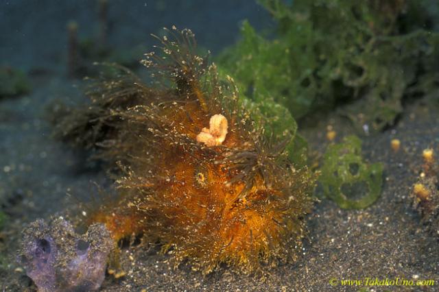 Frogfish 22a Striated hairy