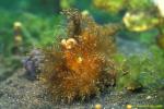 Frogfish 22b Striated hairy