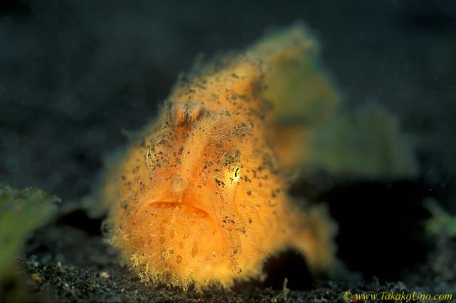 Frogfish 23a Striated hairy