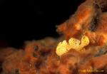 Frogfish baby 02 10mm Clown