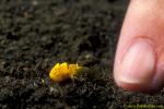 Frogfish baby 08 6mm pictus