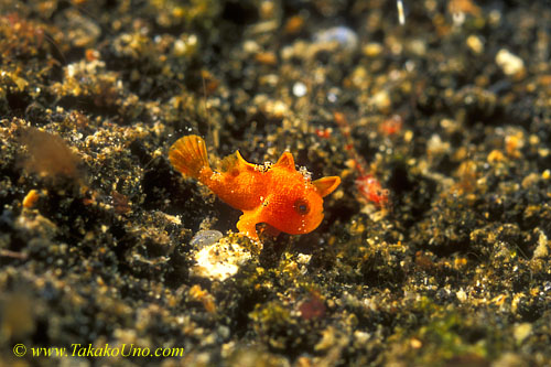 Frogfish baby 12 5mm