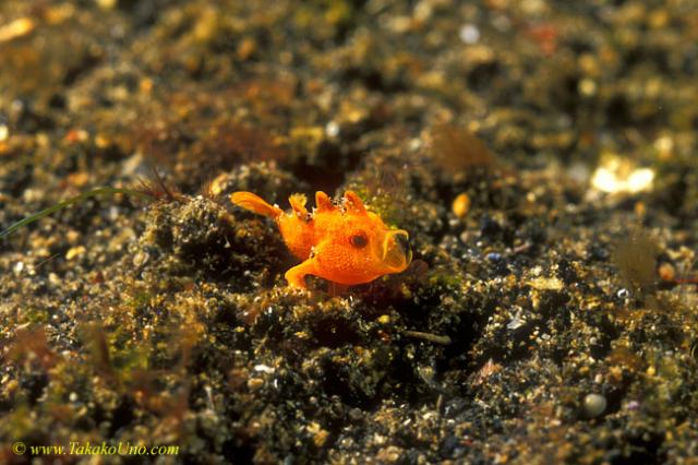 Frogfish baby 09 5mm yawning