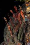 Harlequin Ghostpipefish 01 5 fish