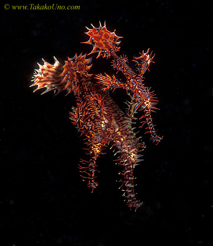 Harlequin Ghostpipefish 02 3