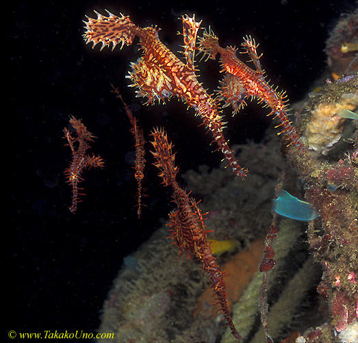 Harlequin Ghostpipefish 03 5 fish