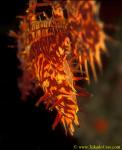 Harlequin Ghostpipefish 04 eggs in pouch