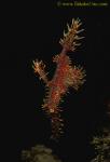 Harlequin Ghostpipefish 05 eggs in pouch